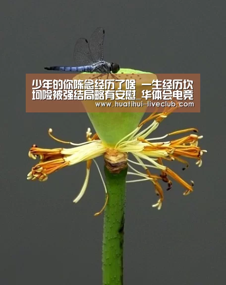 华体会电竞APP